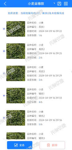 小麦亩穗数测量系统—快速，简单获得小麦产量信息的黑科技