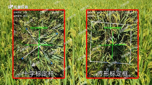 托普水稻亩穗数测量系统助力水稻测产精准高效