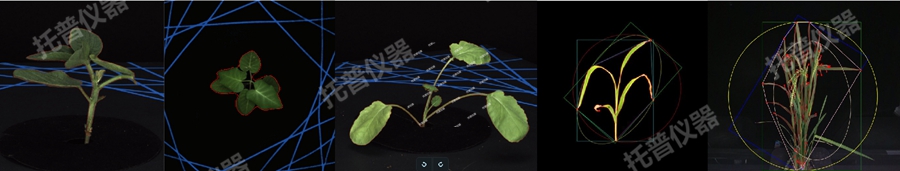 盆栽植物二维数字表型采集分析系统