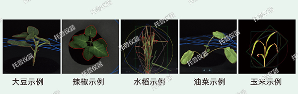 托普云农高通量植物表型采集分析平台全新上线！